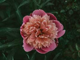 rose épanouissement pivoine. esthétique jardin fleurs photo