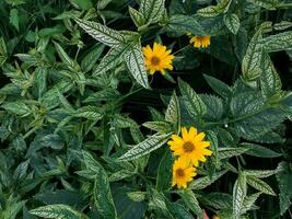 Jaune Marguerite fleurs. esthétique jardin fleurs Contexte photo