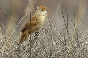 oiseau spinifex dans Australie photo