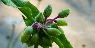 bleu fleur araignée la toile ou araignée lis dans Ukraine. ses Latin Nom tradescantia est originaire de à Nord et Sud Amérique. photo