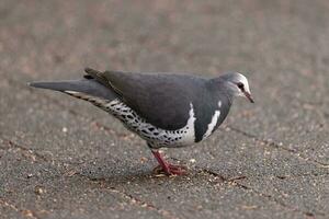 wonga Pigeon dans Australie photo