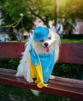 blanc duveteux longue cheveux Japonais loulou chien souriant dans une chapeau et des lunettes Jaune bleu écharpe photo