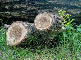 deux moignons de un vieux arbre photo