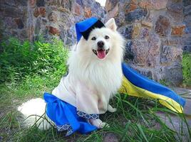 blanc chien Japonais loulou Simba une cosaque. chien dans ukrainien vyshyvanka broderie avec une drapeau de Ukraine photo