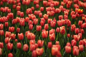 champs sur lesquels fleurissent des tulipes roses. champ de tulipes. champ avec des tulipes roses. bouquet de fleurs, fond rose.
