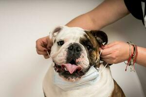 fermer de une femme en mettant une médical masque sur une bouledogue photo