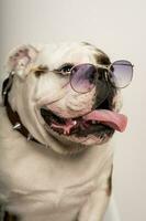 fermer portrait de une mignonne bouledogue avec élégant des lunettes de soleil photo