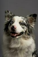 une verticale portrait de un australien colley bleu merle isolé sur une gris Contexte photo