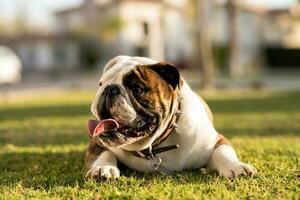 charmant bouledogue collage en dehors le sien langue, repos sur le vert herbe dans une parc photo