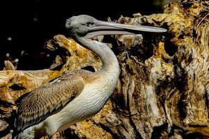 à le océans bord, une seul pélican est perché sur une rock. photo