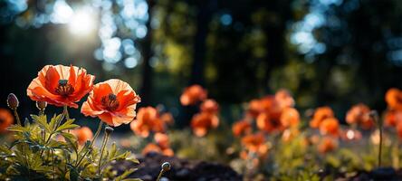 une épanouissement coquelicot dans tranchant se concentrer. ai généré photo