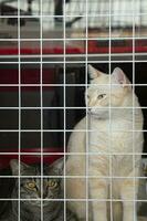 deux thaïlandais chats asseoir et mensonge derrière le barricades. cette est terminé à prévenir s'échappe lequel volonté garder leur sûr. photo