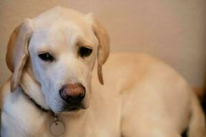 court recouvert britisch Labrador retriever dix mois vieux photo