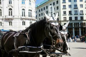 tiré par des chevaux le chariot dans de face de le hofbourg impérial palais dans Vienne photo