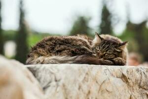 chat en train de dormir à le ruines de le théâtre de Dionysos éleuthère daté à le 6e siècle avant JC photo