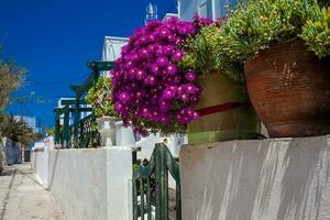 magnifique fleurs sur le typique ruelles de le villes de Santorin île photo