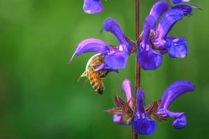 l'abeille suce le nectar de la fleur salvia pratensis photo