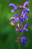 l'abeille suce le nectar de la fleur de sauge commune photo