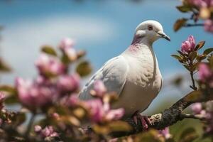 ai génératif blanc Pigeon sur une branche de une épanouissement arbre avec rose fleurs photo