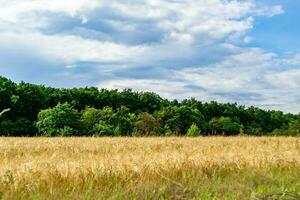 beau paysage d'horizon dans la prairie du village sur fond naturel de couleur photo