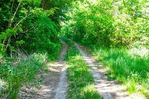 photographie sur le thème beau sentier dans les bois de feuillage sauvage photo