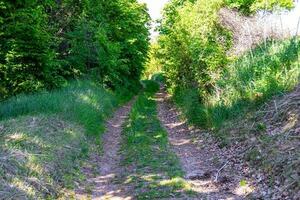 photographie sur le thème beau sentier dans les bois de feuillage sauvage photo