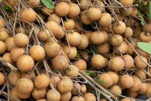 lot de longan photo