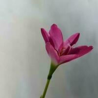 magnifique rose fleur dans mon jardin photo