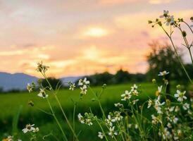 la nature vert paysage ciel Contexte photo