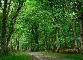 la nature vert paysage ciel Contexte photo