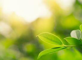 la nature vert paysage ciel Contexte photo