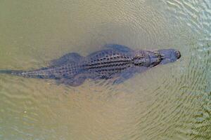 un adulte américain alligator photo