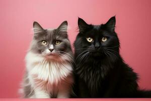ai génératif deux noir et blanc chats séance ensemble photo