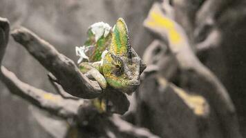 yéménite caméléon, chamaeleo calyptratus, coloré caméléon lézard sur une sec branche fermer. photo