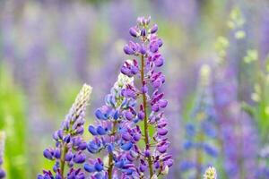 une fermer de une magnifique lupin champ plante. photo