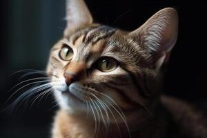 portrait de le mignonne chat en regardant. magnifique chaton à la recherche profond. généré ai. photo