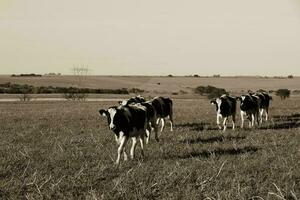 vaches dans le argentin Campagne,pampa,argentine photo