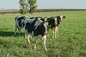 laitier vache dans pampa Campagne, Patagonie, Argentine photo