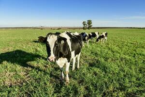 laitier vache dans pampa Campagne, Patagonie, Argentine photo