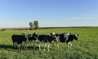 laitier vache dans pampa Campagne, Patagonie, Argentine photo