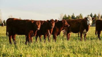 bouvillons nourris sur Naturel herbe, buenos aires province, Argentine photo