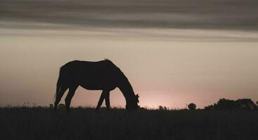 cheval silhouette à coucher de soleil, dans le campagne, la pampa, Argentine. photo