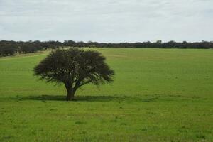 solitaire arbre dans pampa paysage, la la pampa province, patagonie, Argentine photo