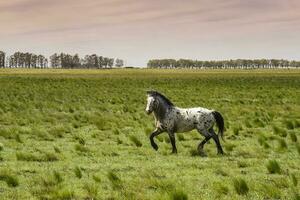 troupeau de les chevaux dans le campagne, la la pampa province, patagonie, Argentine. photo