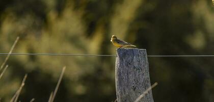 Safran bouvreuil ,sicalis flaveola, la pampa, Argentine. photo