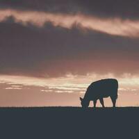 vaches nourris herbe, dans campagne, pampa, Patagonie, Argentine photo