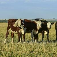 vache veaux dans le champ, buenos aires Province, Argentine. photo