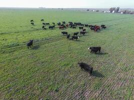 troupe de vaches dans le pampa champ, argentine photo