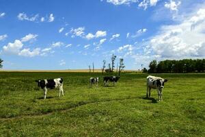 bouvillons nourris sur pâturage, la pampa, Argentine photo