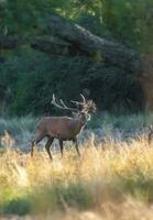 rouge cerf, Masculin rugissement dans la pampa, Argentine, parque luro, la nature réserve photo